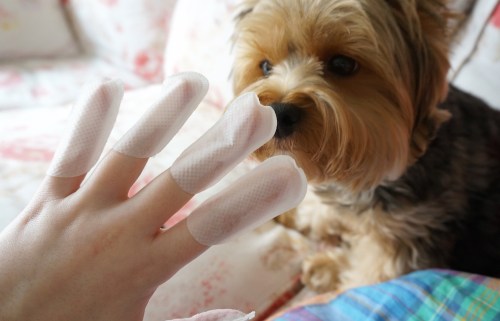 innisfree rose hand mask